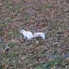 Albino Squirrel Spotted In Prospect Park